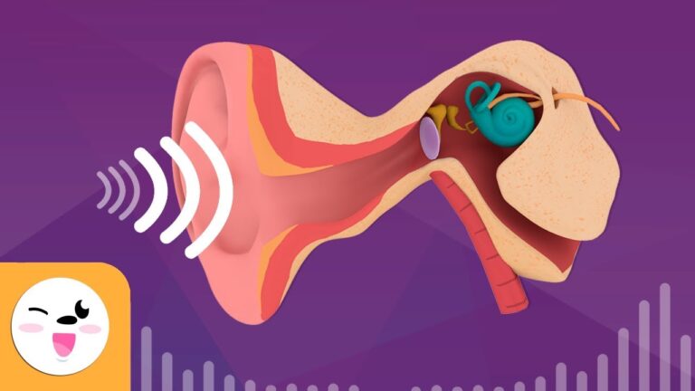 el proceso auditivo quinto grado