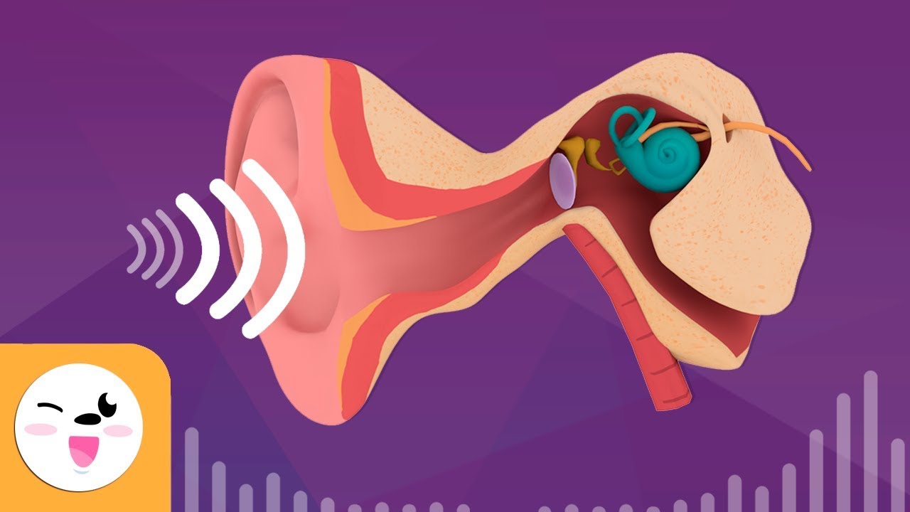 el proceso auditivo quinto grado