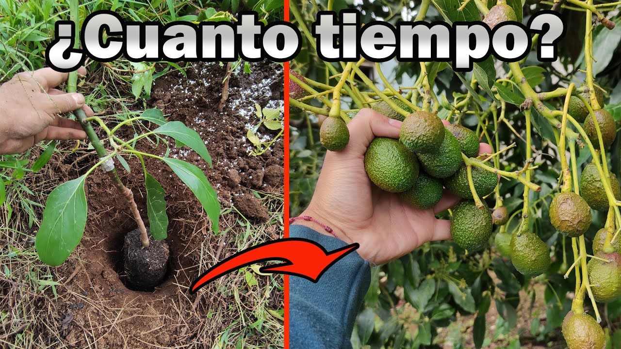 etapas de crecimiento del aguacate