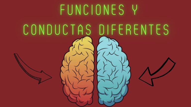 funciones de cada hemisferio cerebral