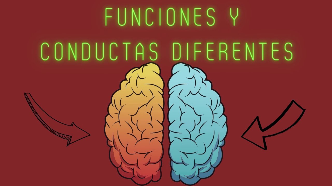 funciones de cada hemisferio cerebral