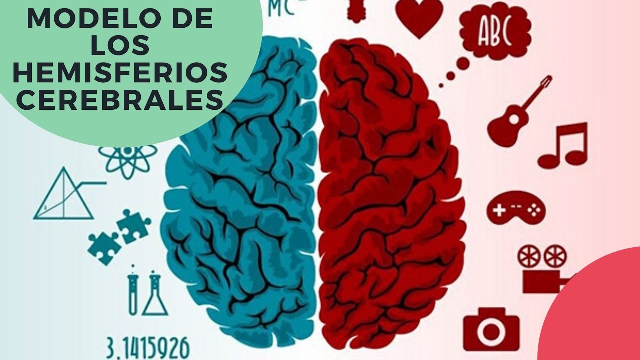 modelo de los hemisferios cerebrales