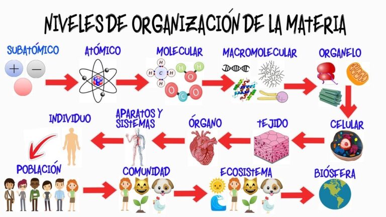nivel organización de la materia