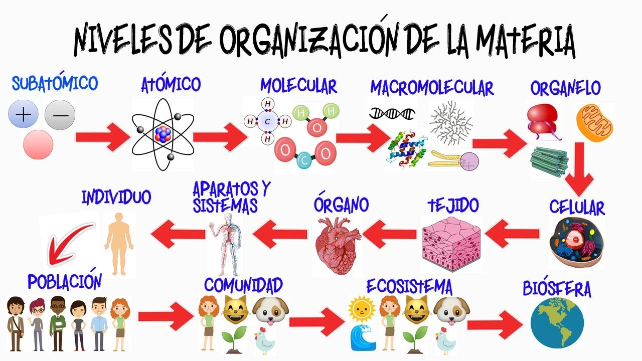 nivel organización de la materia